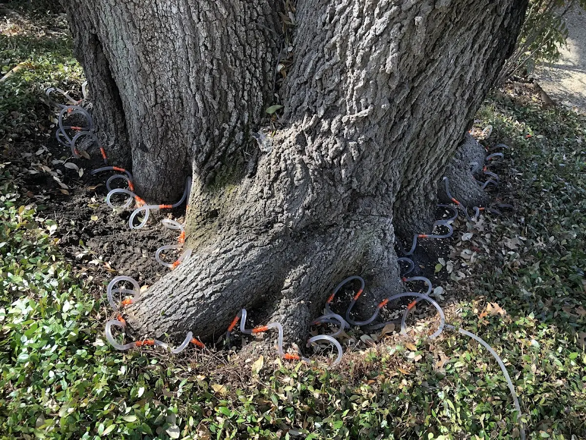 Detailed Tree Cabling and Bracing job site in Wixom