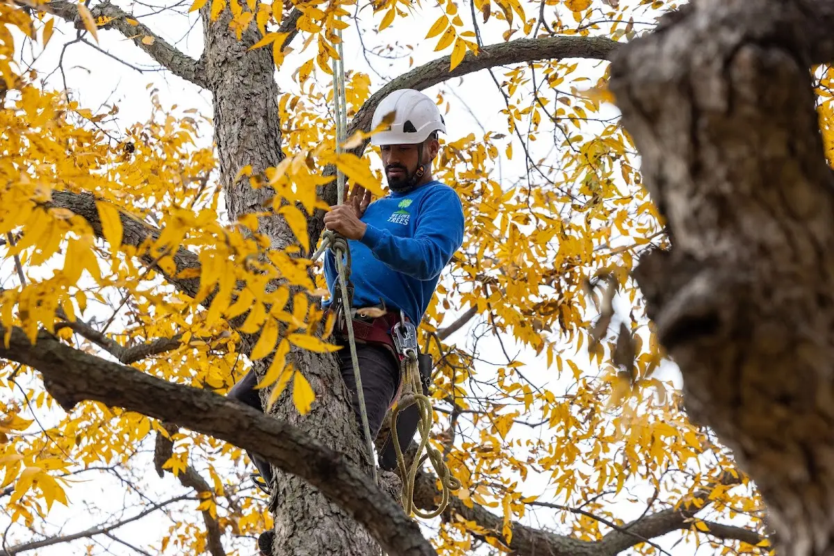 Skilled Tree Pruning crew working in Wixom